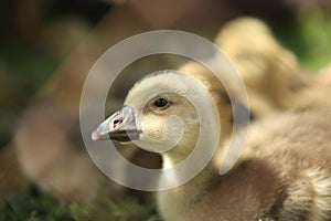 Cute ducks,Â Group of little yellow ducklings, Household